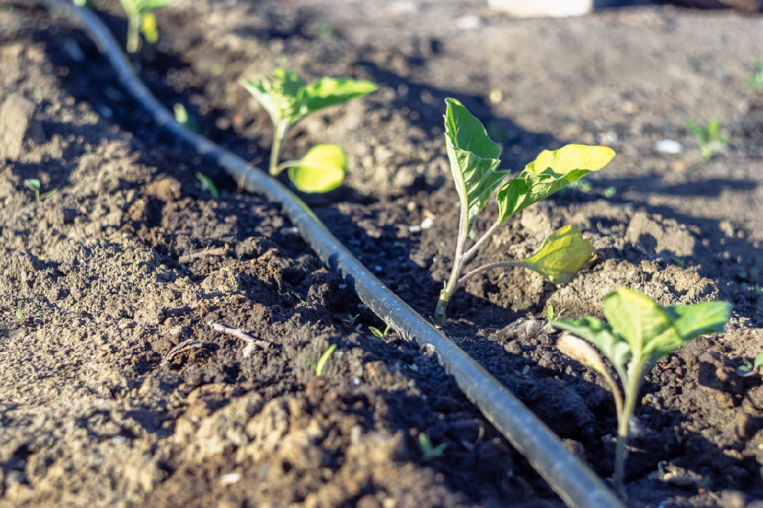 How to Make a Cheap Drip Irrigation System - DIY Guide How to Make a Cheap Drip Irrigation System - DIY Guide