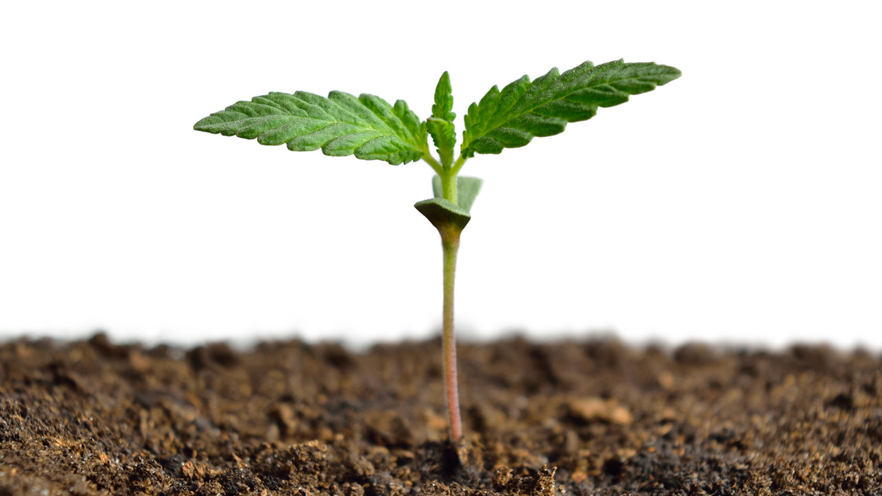 starting marijuana seeds in jiffy pots
