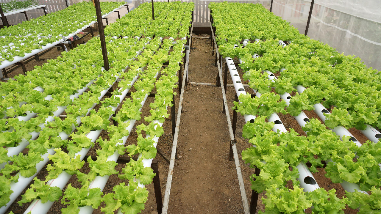 What is Hydroponics?  What is Hydroponics?