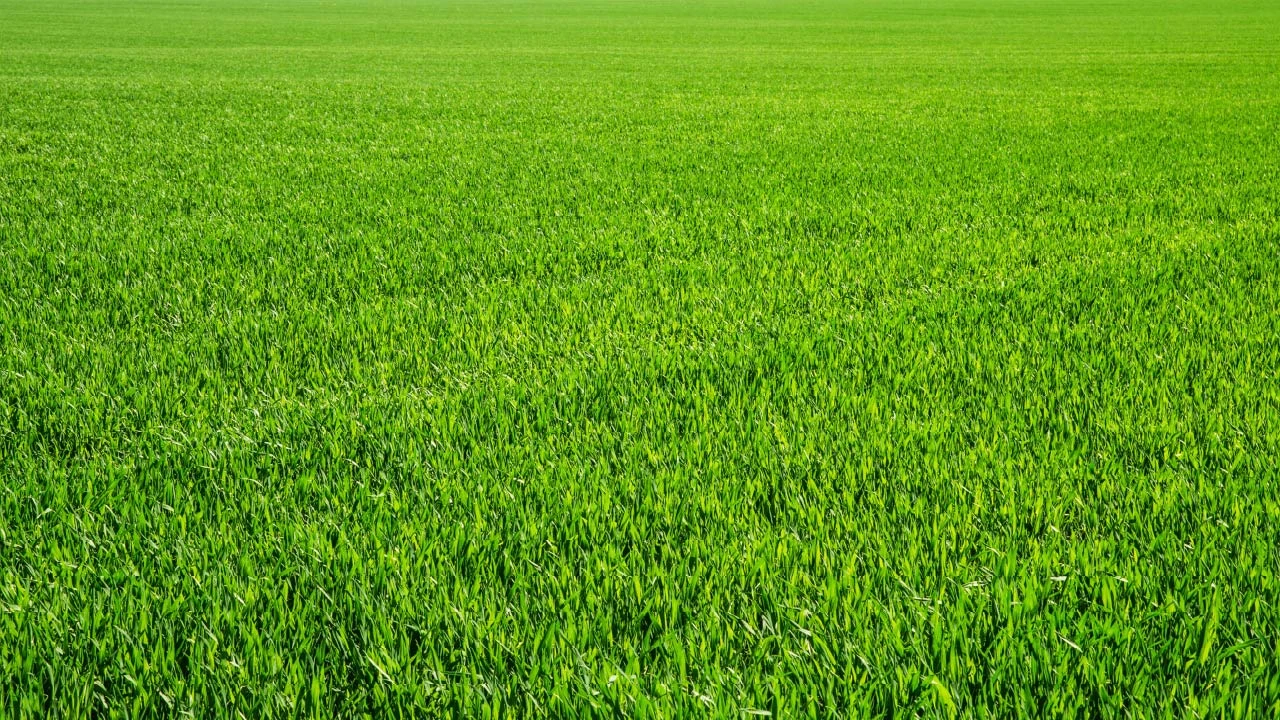 Smart Irrigation for a Sustainable Lawn