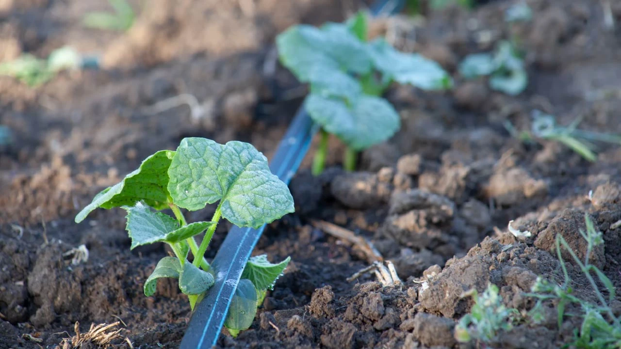 Best Irrigation System Types for Your Yard