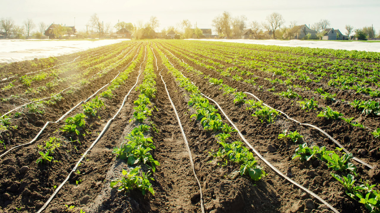 Irrigation Types and Importance Irrigation Types and Importance