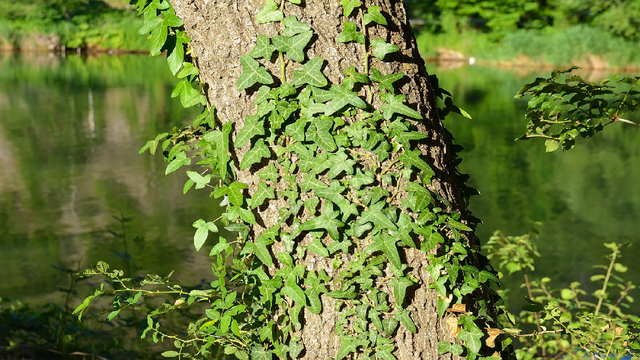 How to Get Rid of Ivy for Good DripWorks