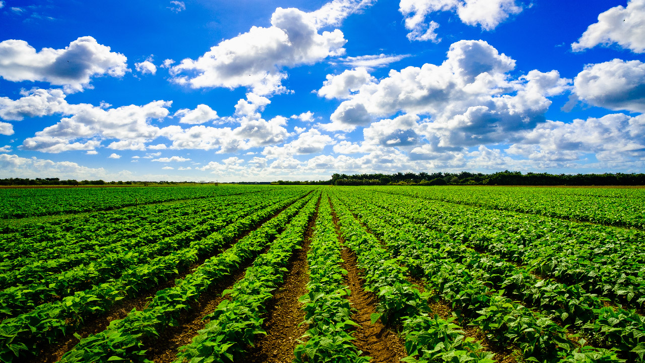 The Role of Drip Irrigation in Sustainable Agriculture The Role of Drip Irrigation in Sustainable Agriculture
