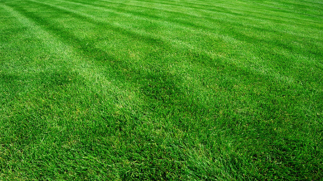 What to do with Your Lawn After Winter? What to do with Your Lawn After Winter?