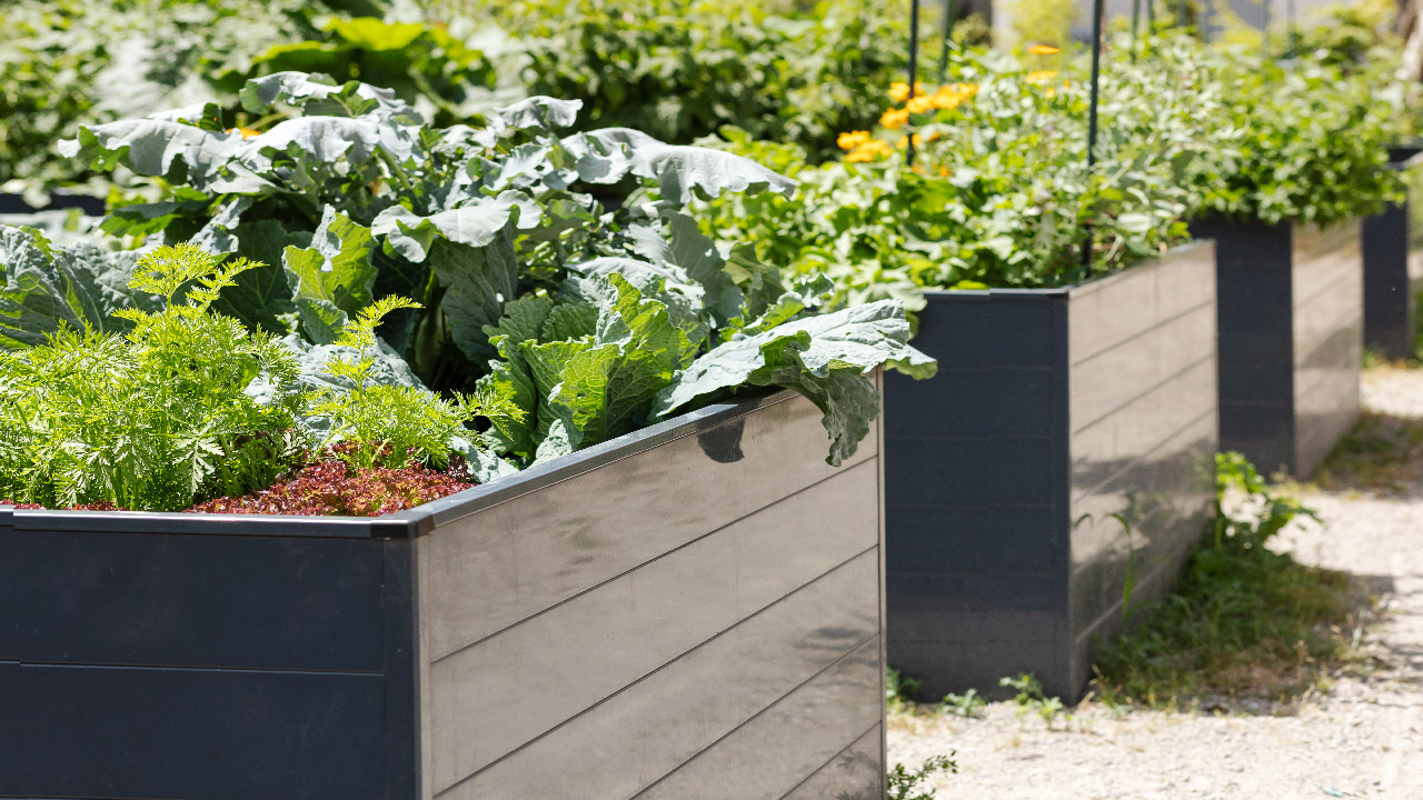 Plant Selection and Care for a Fall Garden Plant Selection and Care for a Fall Garden