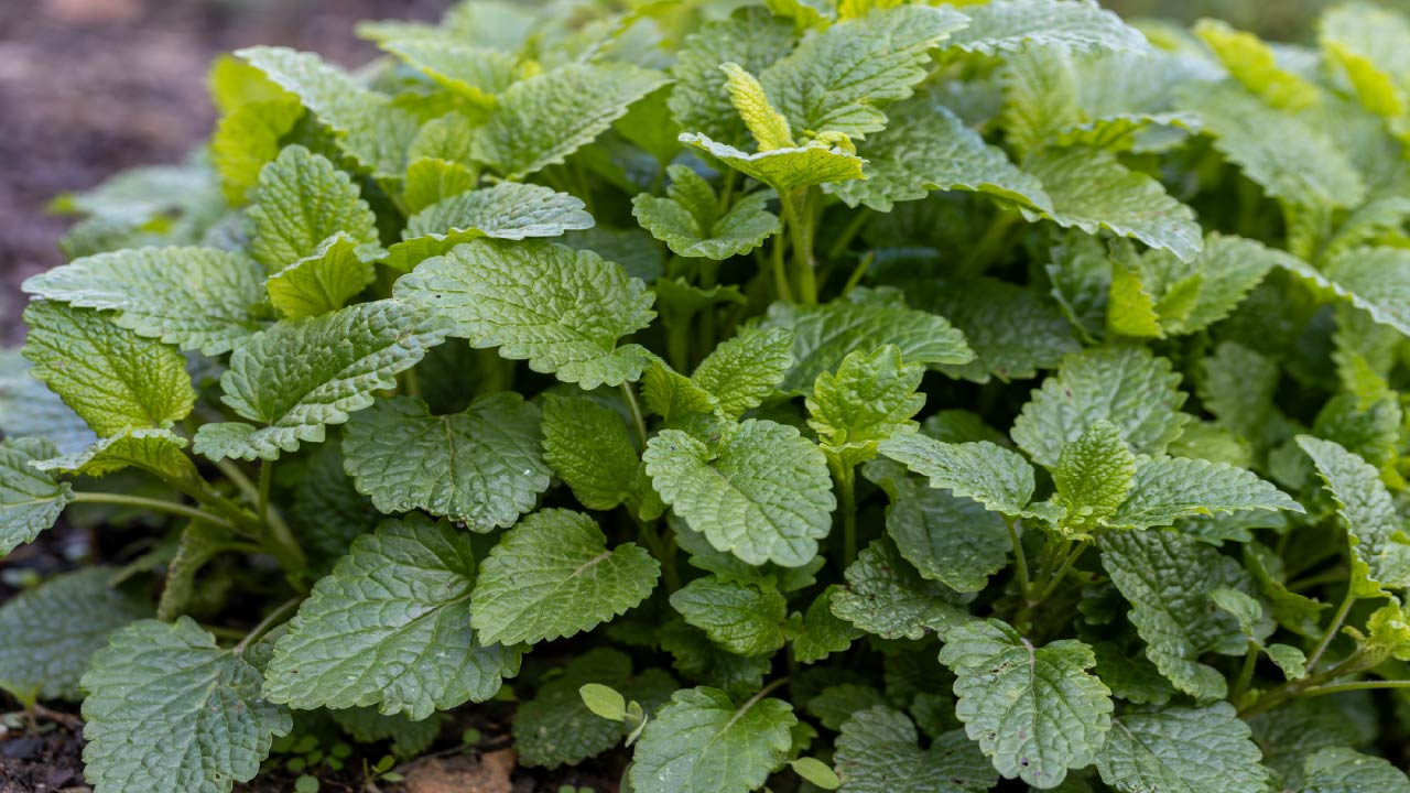 Grow Your Own Healing Garden with these Top 8 Herbs Grow Your Own Healing Garden with these Top 8 Herbs