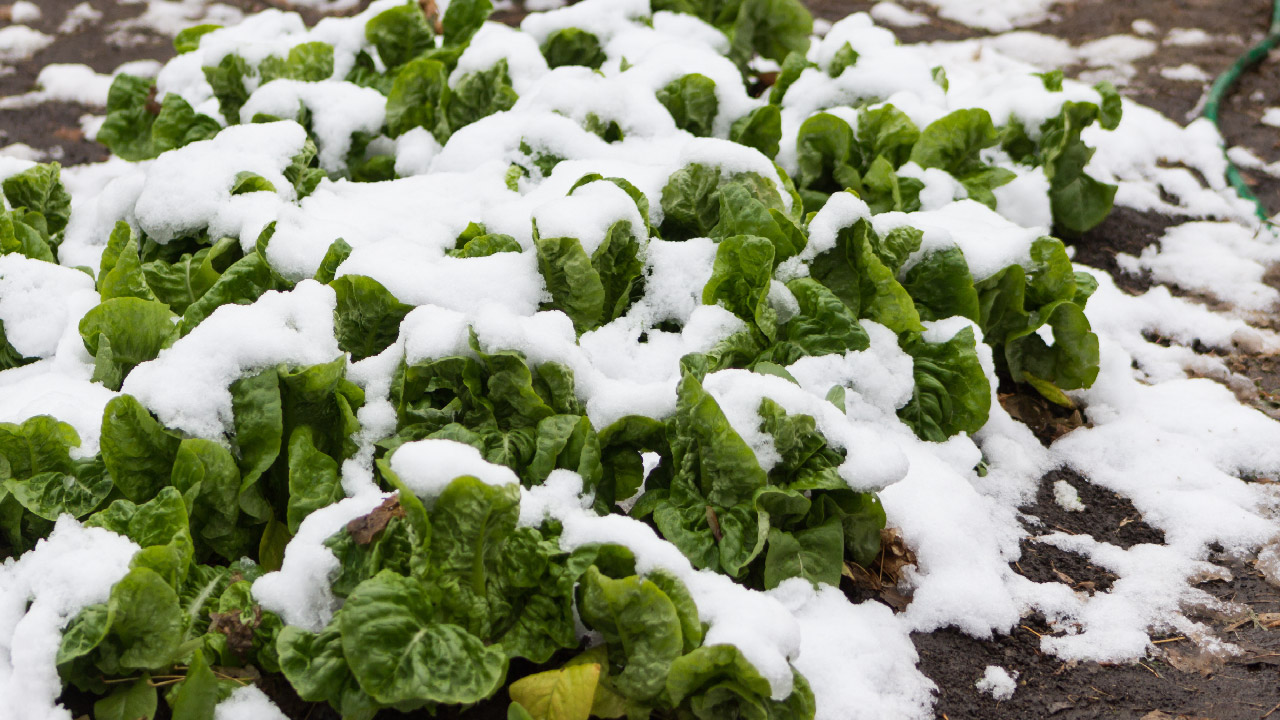 8 Winter Garden Ideas to Brighten Your Cold Weather Landscape