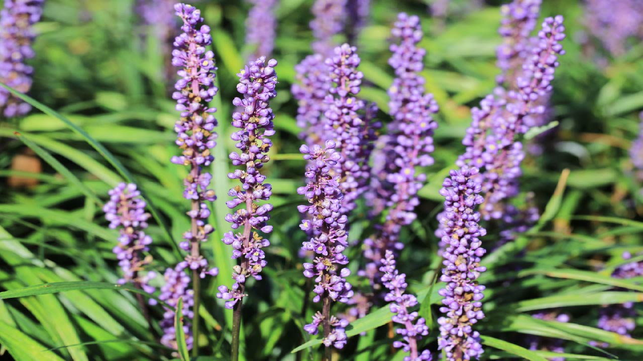 7 Best Low-Maintenance Eco-Friendly Lawn Options for Modern Homes