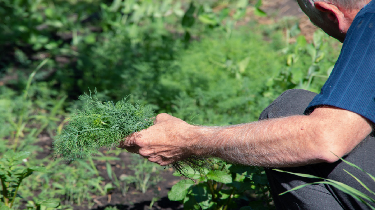 The Importance of Thinning Plants The Importance of Thinning Plants