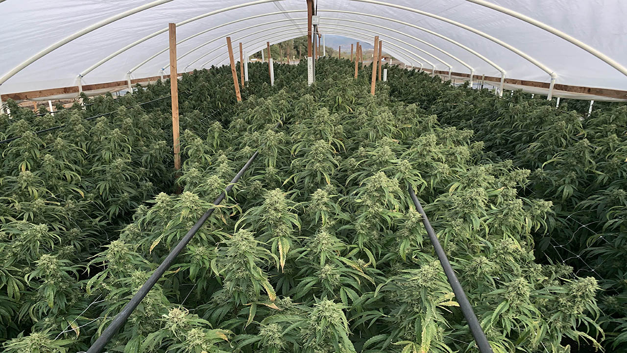 Best Techniques for Growing Cannabis 