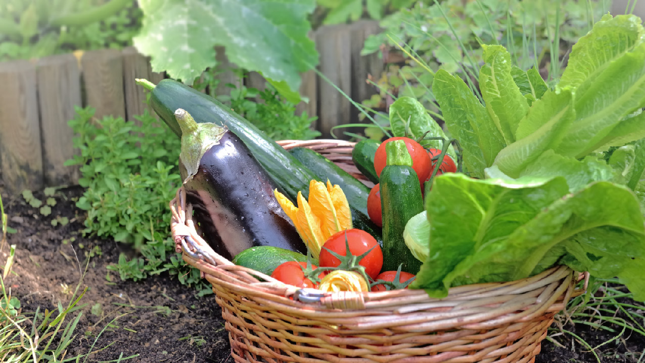 Mid-Summer Vegetable Gardening Mid-Summer Vegetable Gardening