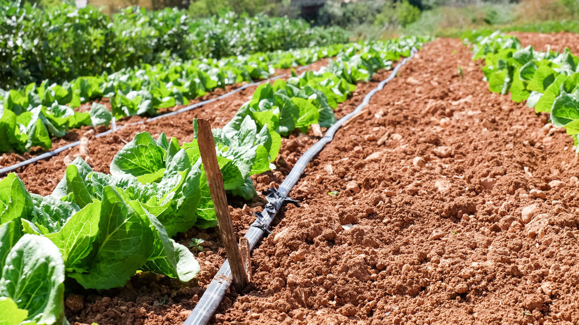 Top Tips for Setting Up a Drip Irrigation System Top Tips for Setting Up a Drip Irrigation System