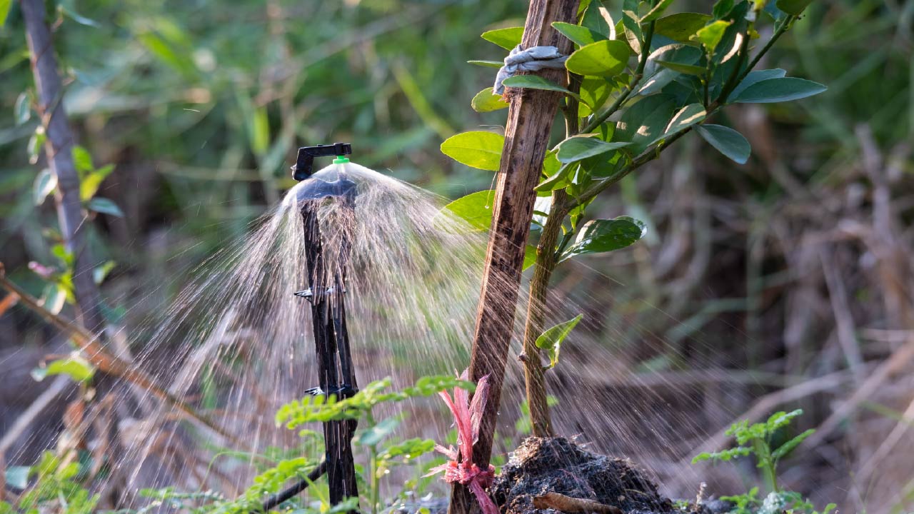 What to Consider Before Buying Micro Sprinklers for Irrigation
