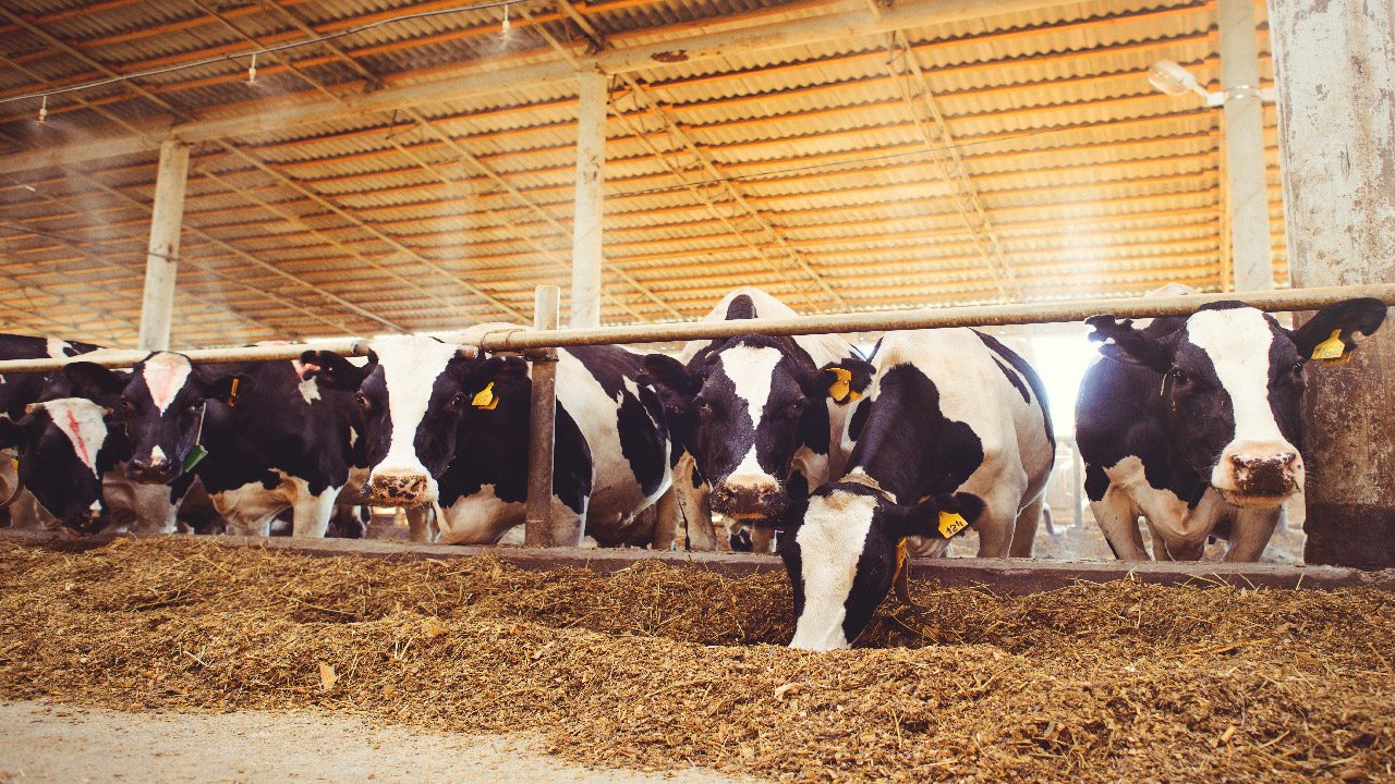 How Can a Misting System Help Your Animals? How Can a Misting System Help Your Animals?