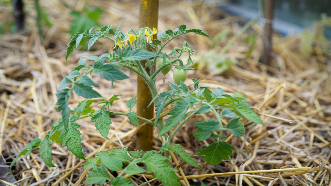 5 Tips for Gardening in Late Summer