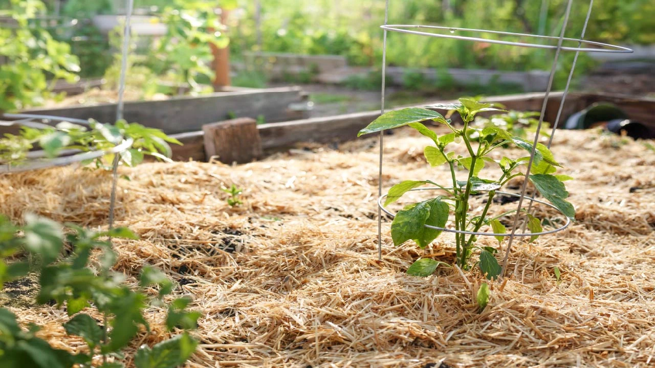 10 Smart Ways to Make Your Vegetable Garden Eco-Friendly This Year