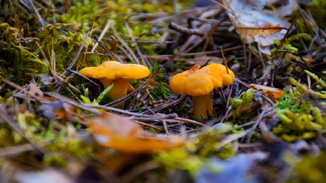How to Forage for Mushrooms in Northern California