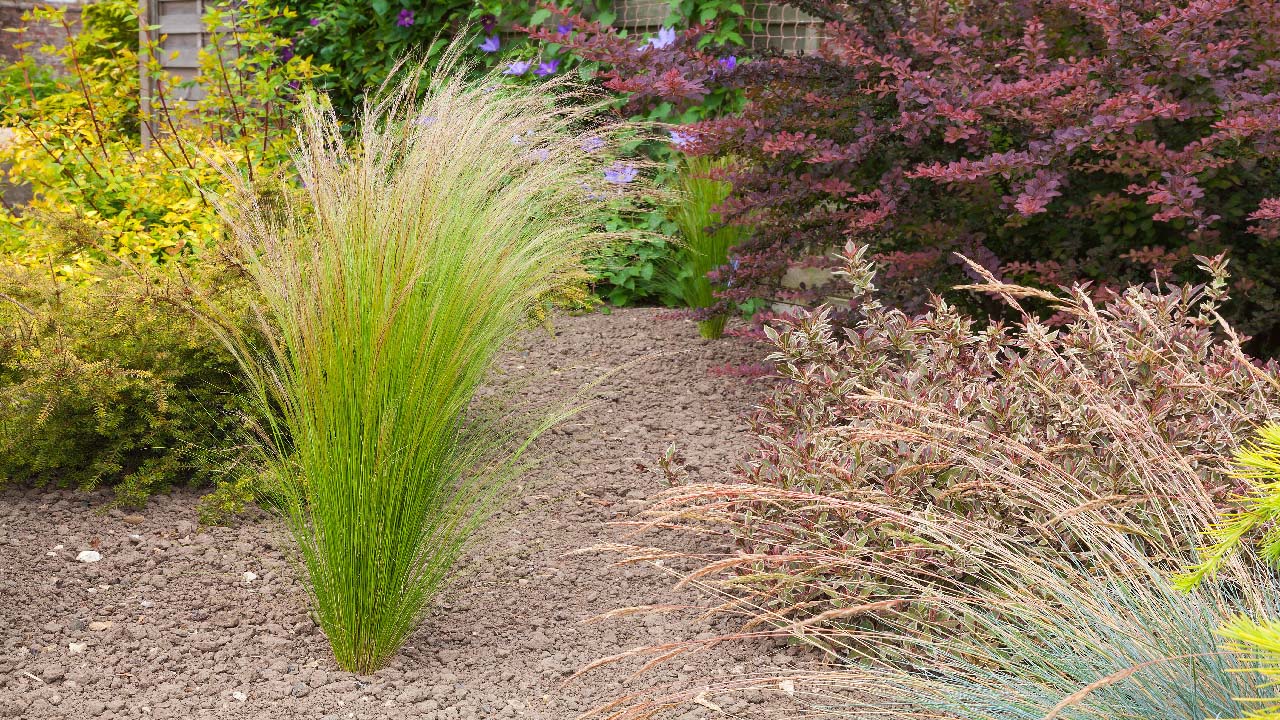 7 Tips for Crafting a Drought-Resistant Garden
