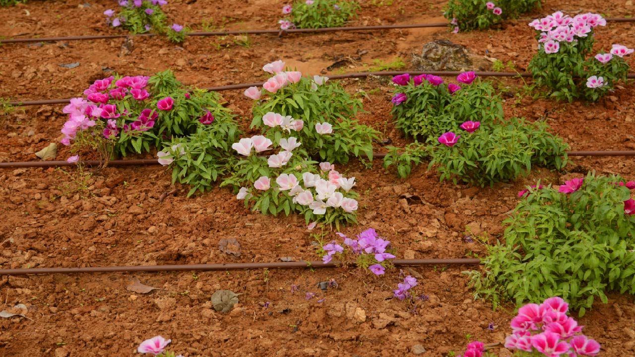 First-time Irrigation Installers: 5 Essential Things You Need to Know