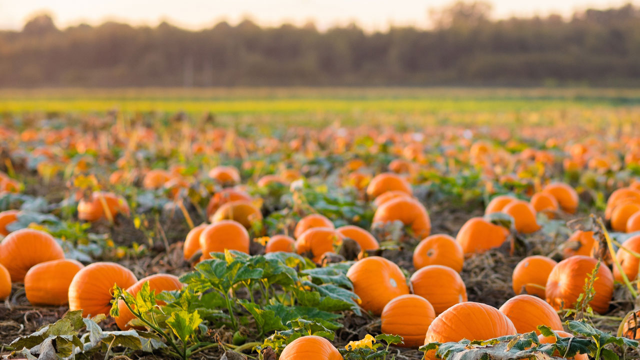October To Do List for Your Garden October To Do List for Your Garden
