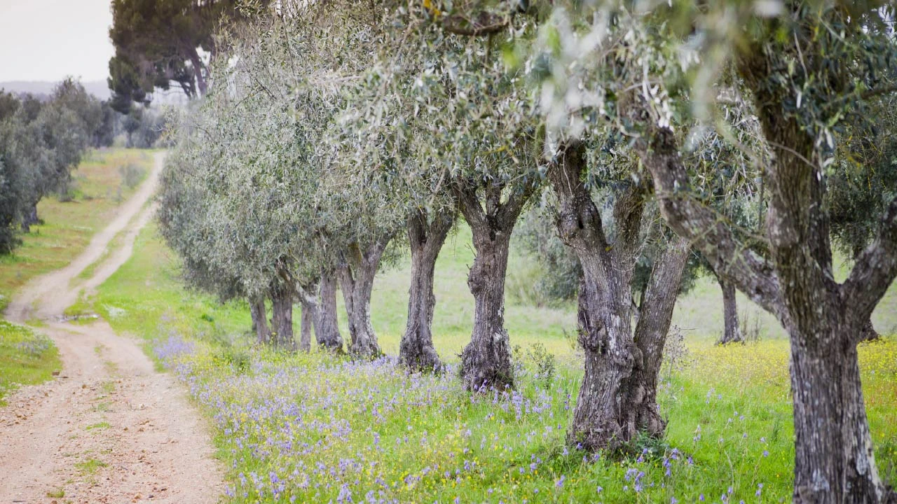 Olive Tree Care Guide