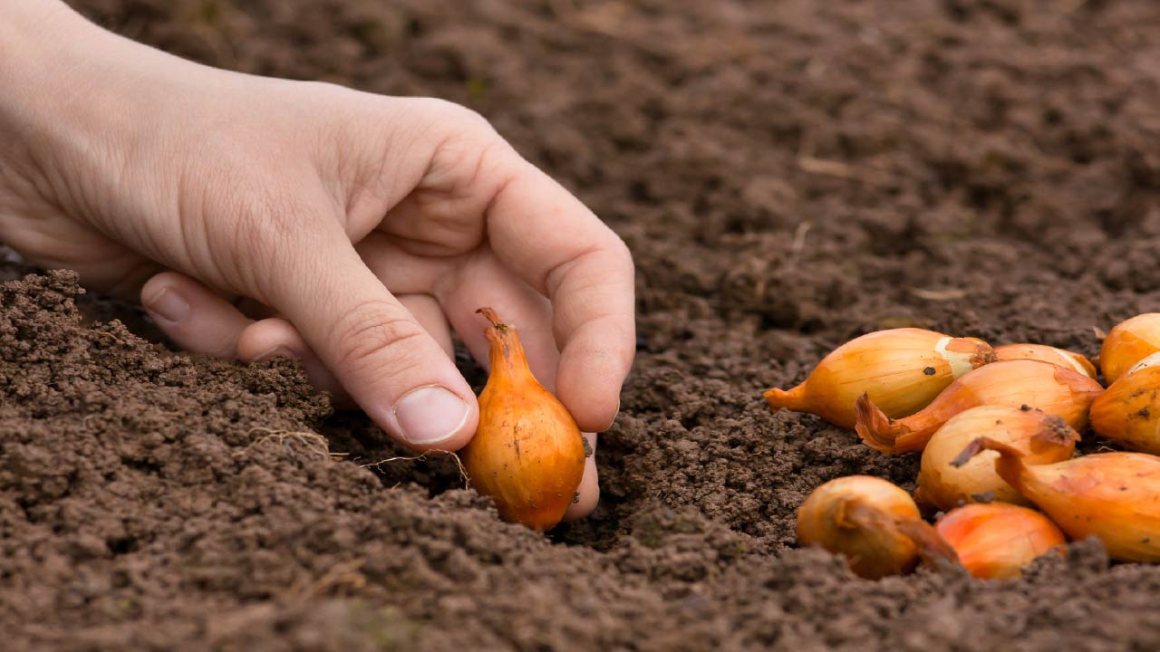 Fall Gardening for Beginners: Easy Ideas and Tips 