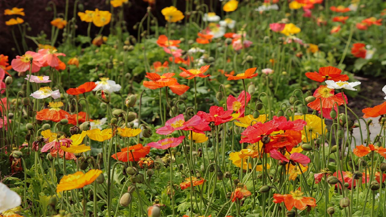 7 Cold-Tolerant Flowers You Should Sow Before Spring