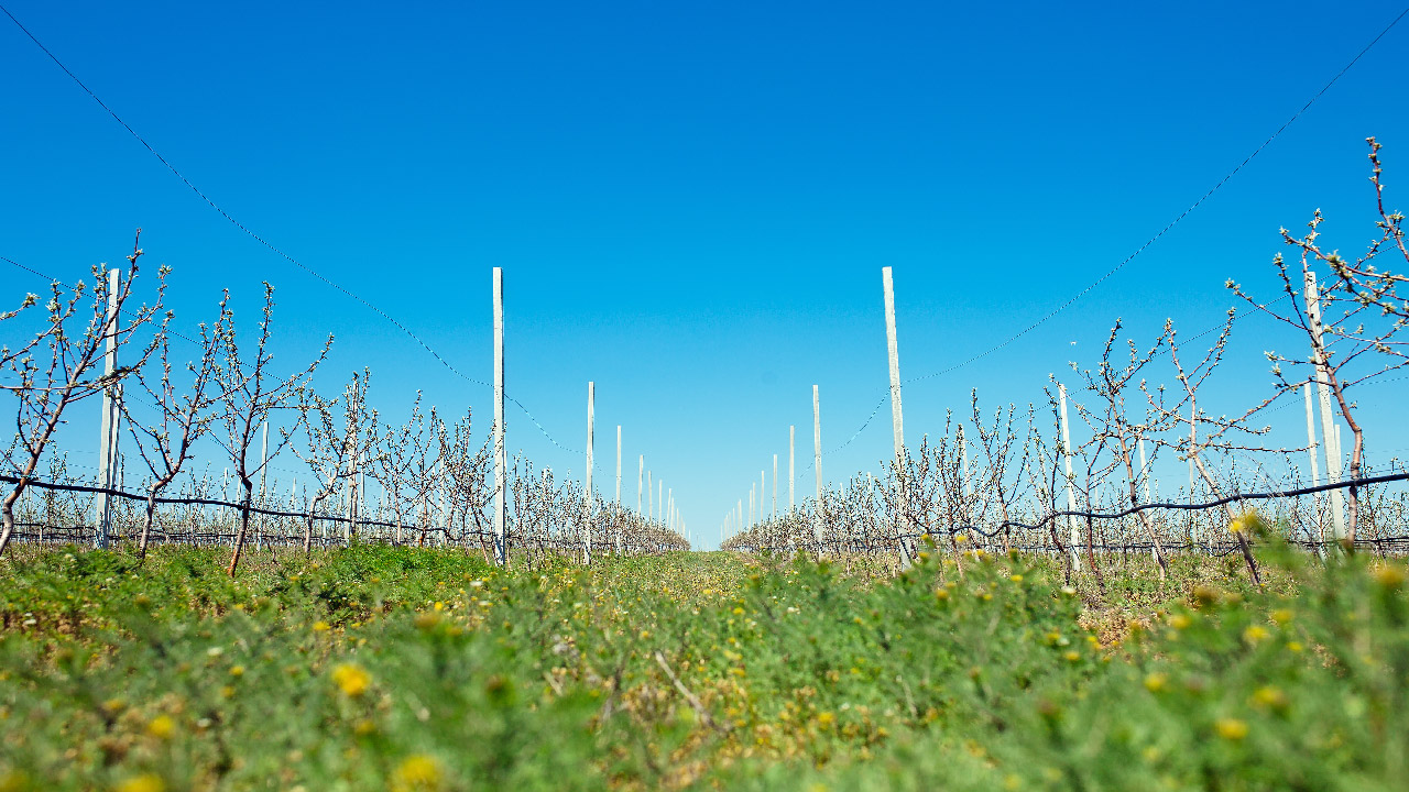 How to Irrigate an Orchard How to Irrigate an Orchard