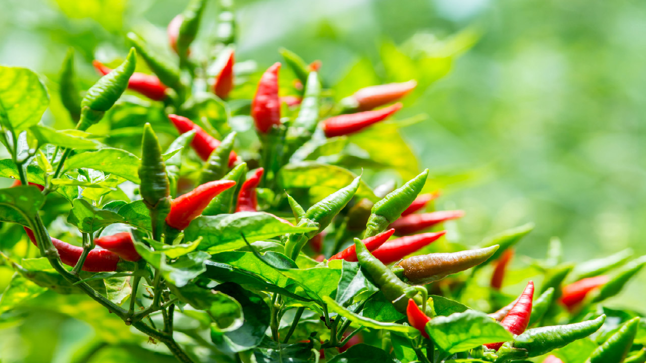 How To Grow Peppers in Containers How To Grow Peppers in Containers