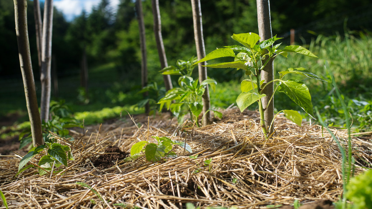 What is Permaculture: Definition, Principles & Best Practices What is Permaculture: Definition, Principles & Best Practices