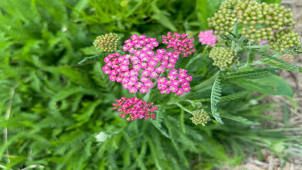 Top 20 Perennials For 2024 Top 20 Perennials For 2024