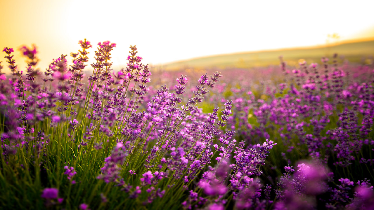 5 Plants That Can Improve Your Health 5 Plants That Can Improve Your Health
