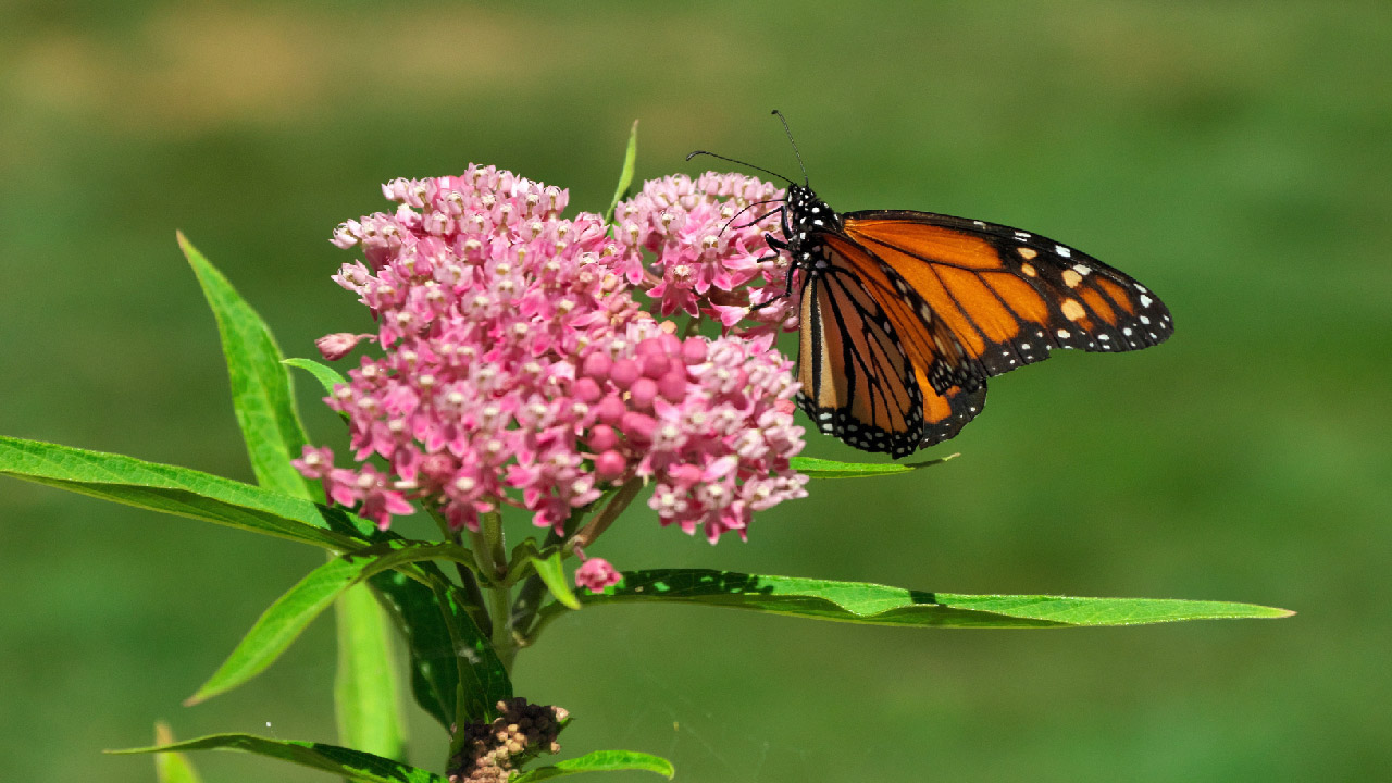 10 Best Flowering Plants to Attract Bees and Other Pollinators to Your ...