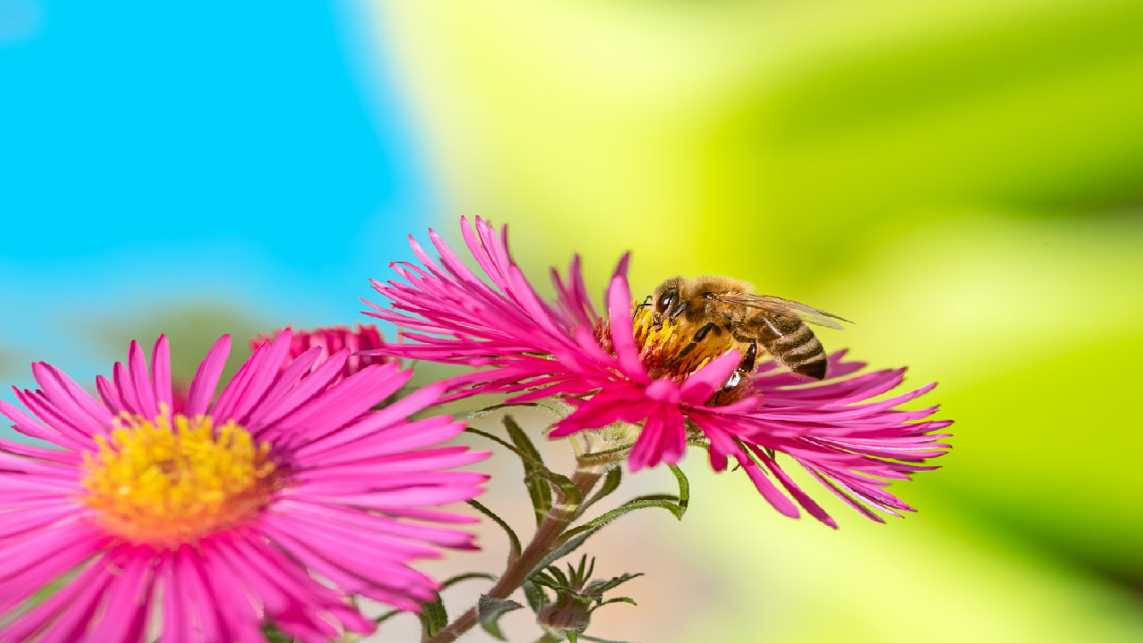 Planting a Pollinator Garden for Beginners