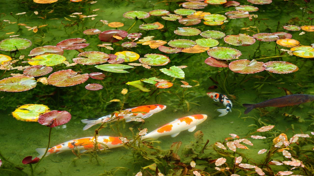 Prepare Your Pond for Winter: Complete Guide for Fish and Plant Safety