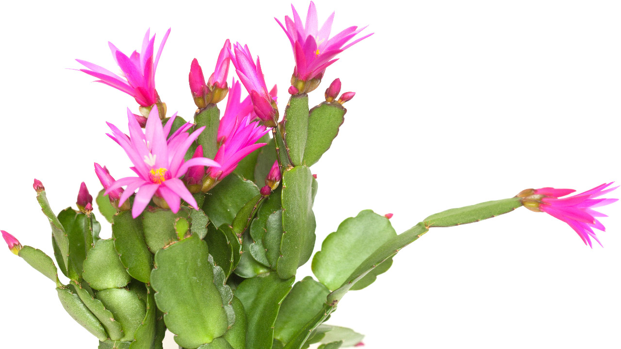 7 Favorite Christmas Plants and Flowers for the Holidays 7 Favorite Christmas Plants and Flowers for the Holidays