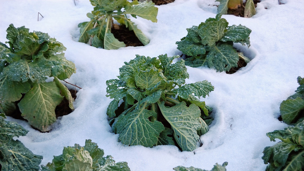 How to Winterize Garden Beds