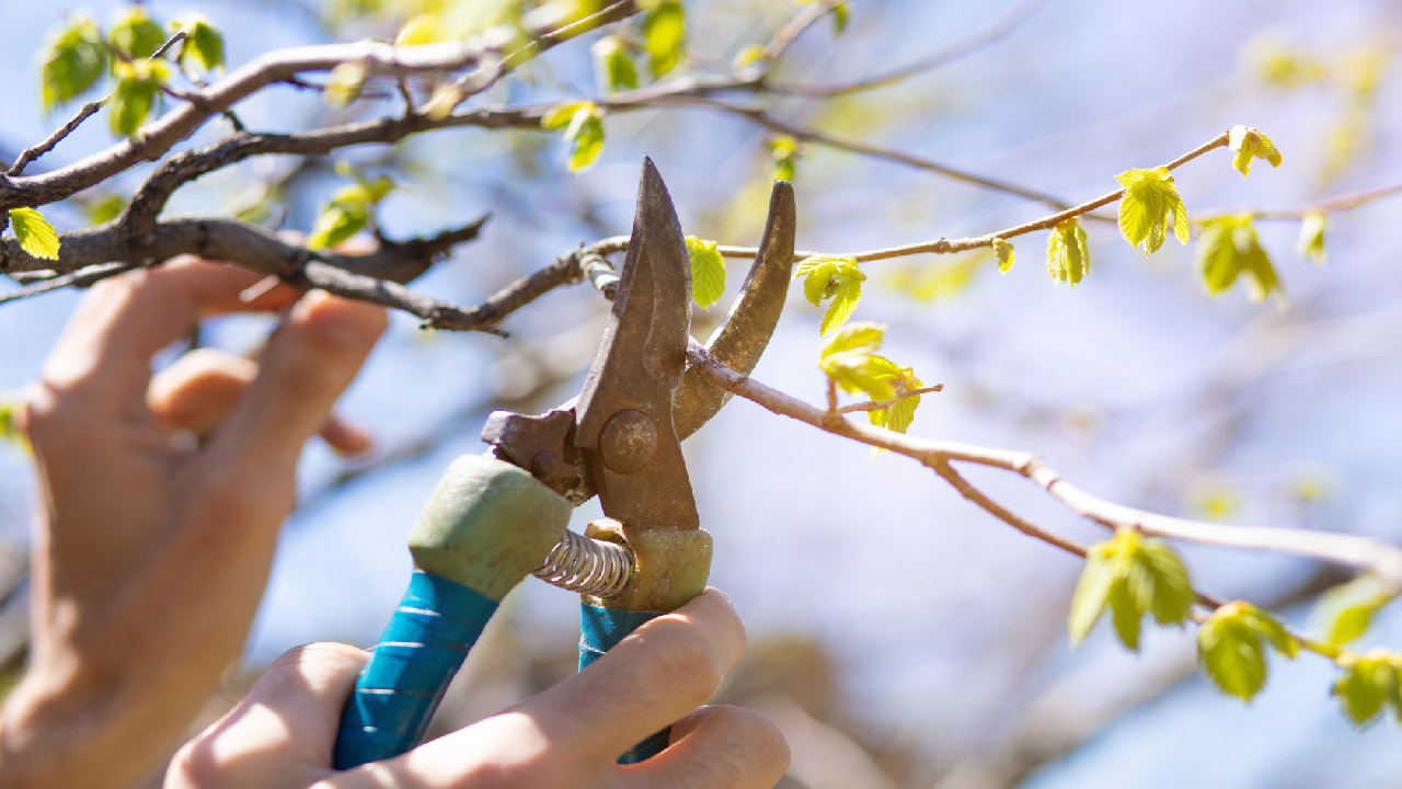 How and When to Prune Fruit Trees How and When to Prune Fruit Trees
