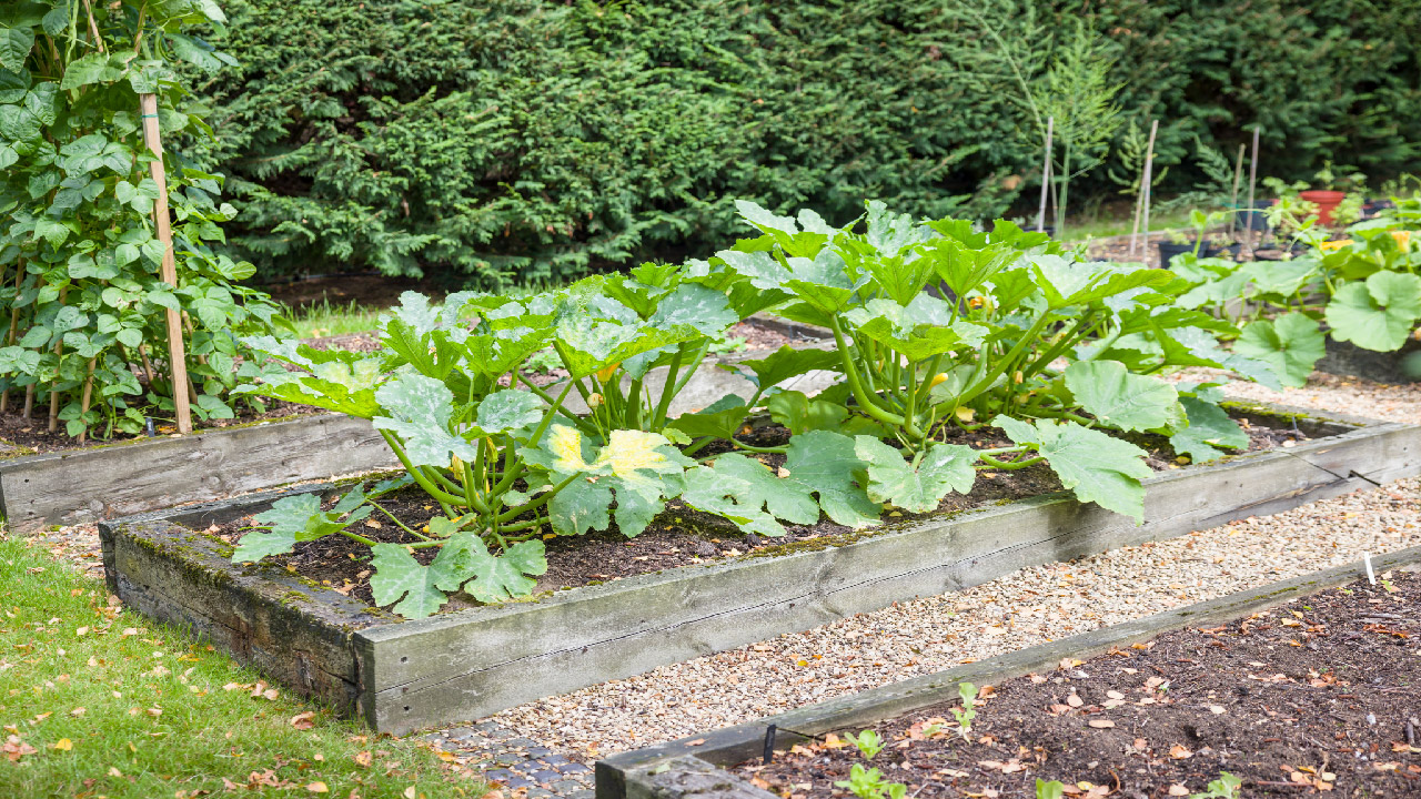 Metal Raised Garden Beds vs. Wood Raised Beds Metal Raised Garden Beds vs. Wood Raised Beds