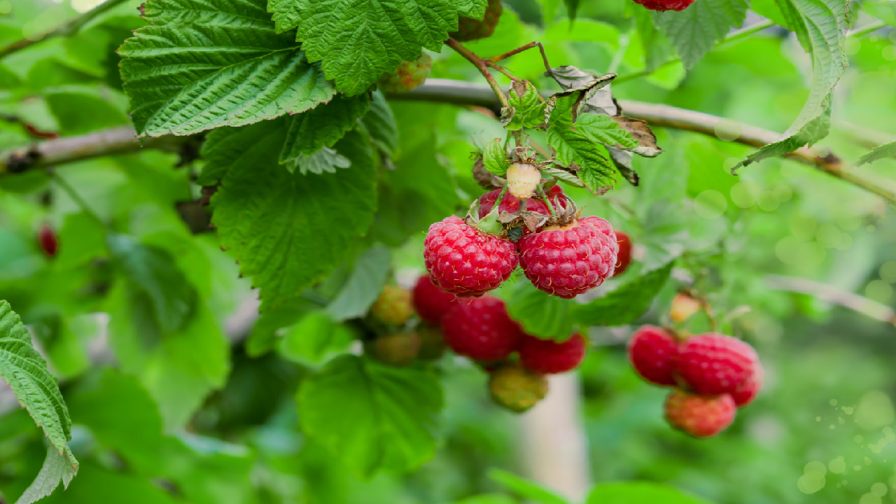 Remontant Raspberries: Care, Pruning, and Cultivation Remontant Raspberries: Care, Pruning, and Cultivation