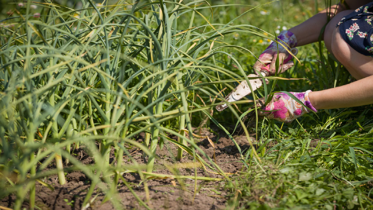 Gardening Tasks that Are Hard for Some People