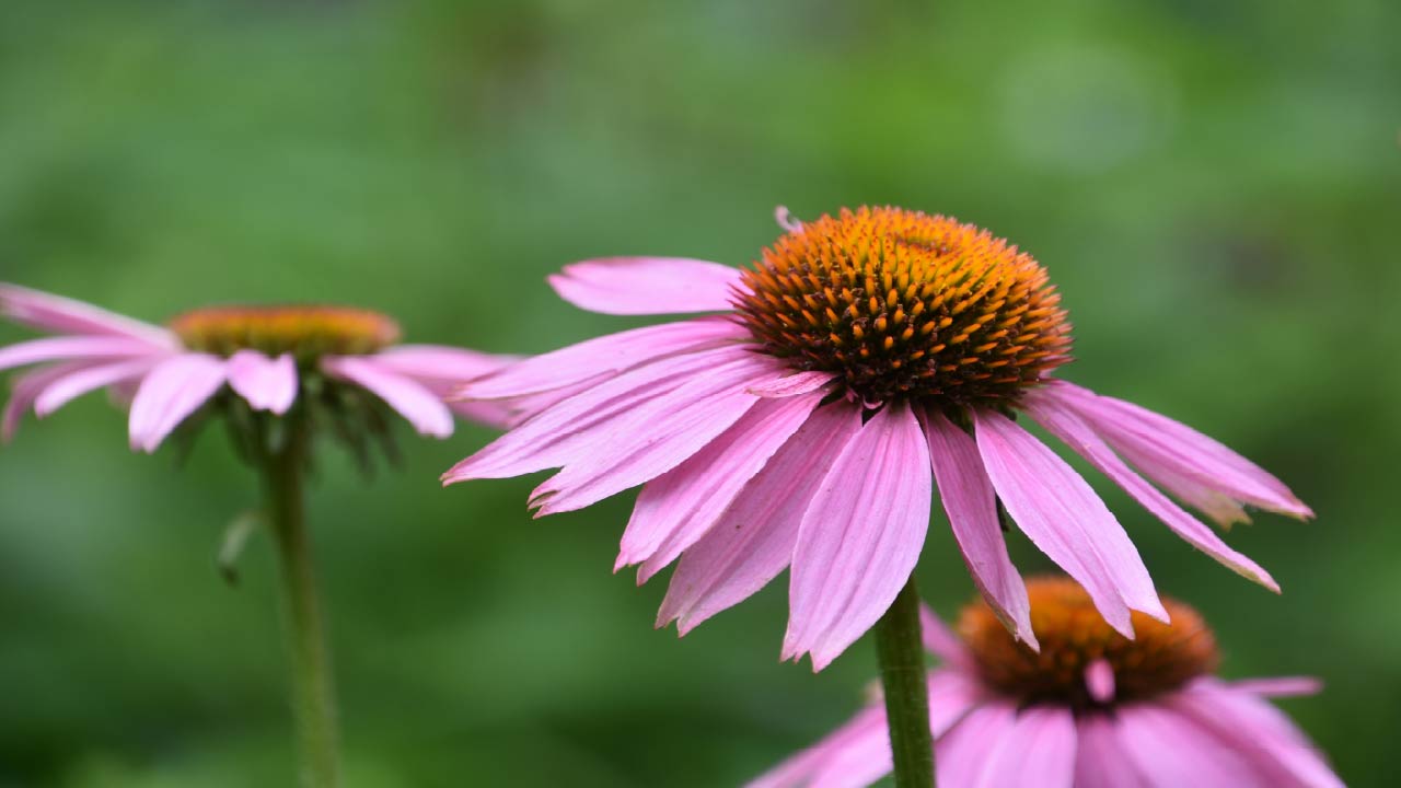 8 Best Low-Maintenance Plants for Busy People