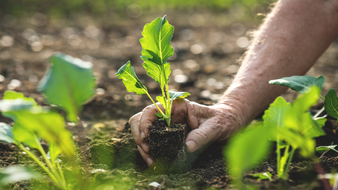 How To Maintain a Simple Vegetable Garden? How To Maintain a Simple Vegetable Garden?