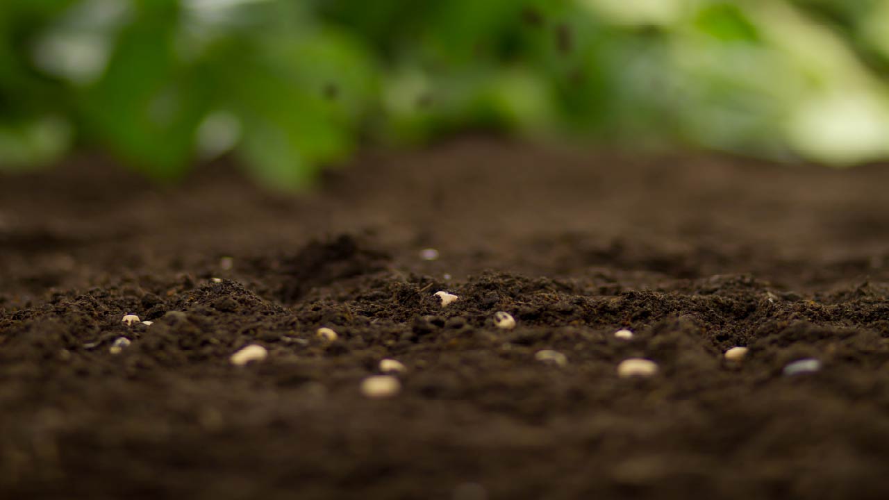 Sowing Seeds in the Vegetable Garden