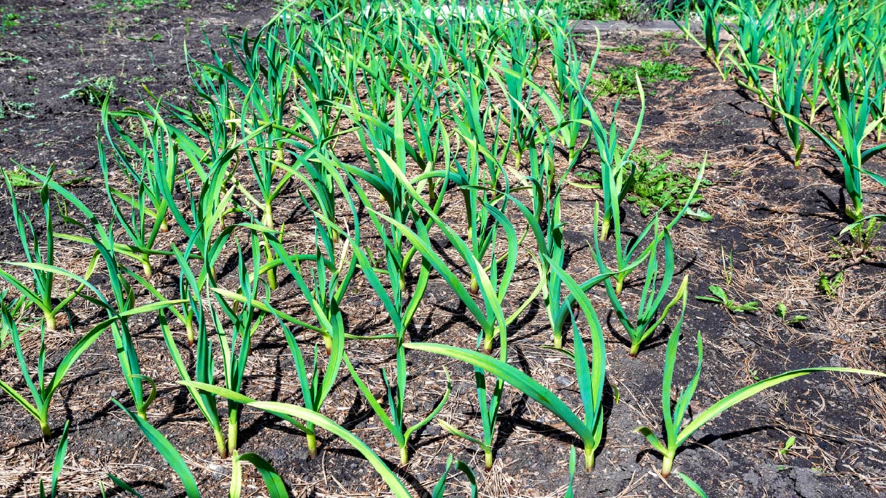 How to Start a No-Till Garden the Easy Way