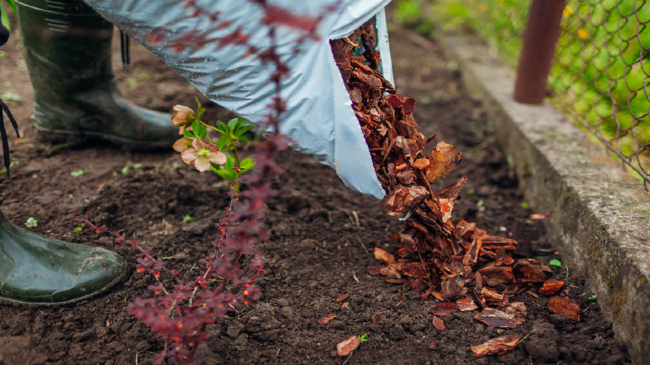 Get Ready for Spring: Gardening Tips to Start Your Season Strong  Get Ready for Spring: Gardening Tips to Start Your Season Strong
