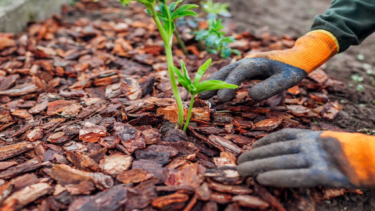 How to Maintain a Thriving Spring Garden How to Maintain a Thriving Spring Garden