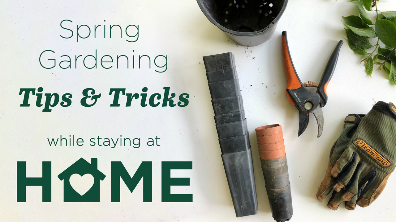Spring Gardening Tips and Tricks While Staying at Home Spring Gardening Tips and Tricks While Staying at Home