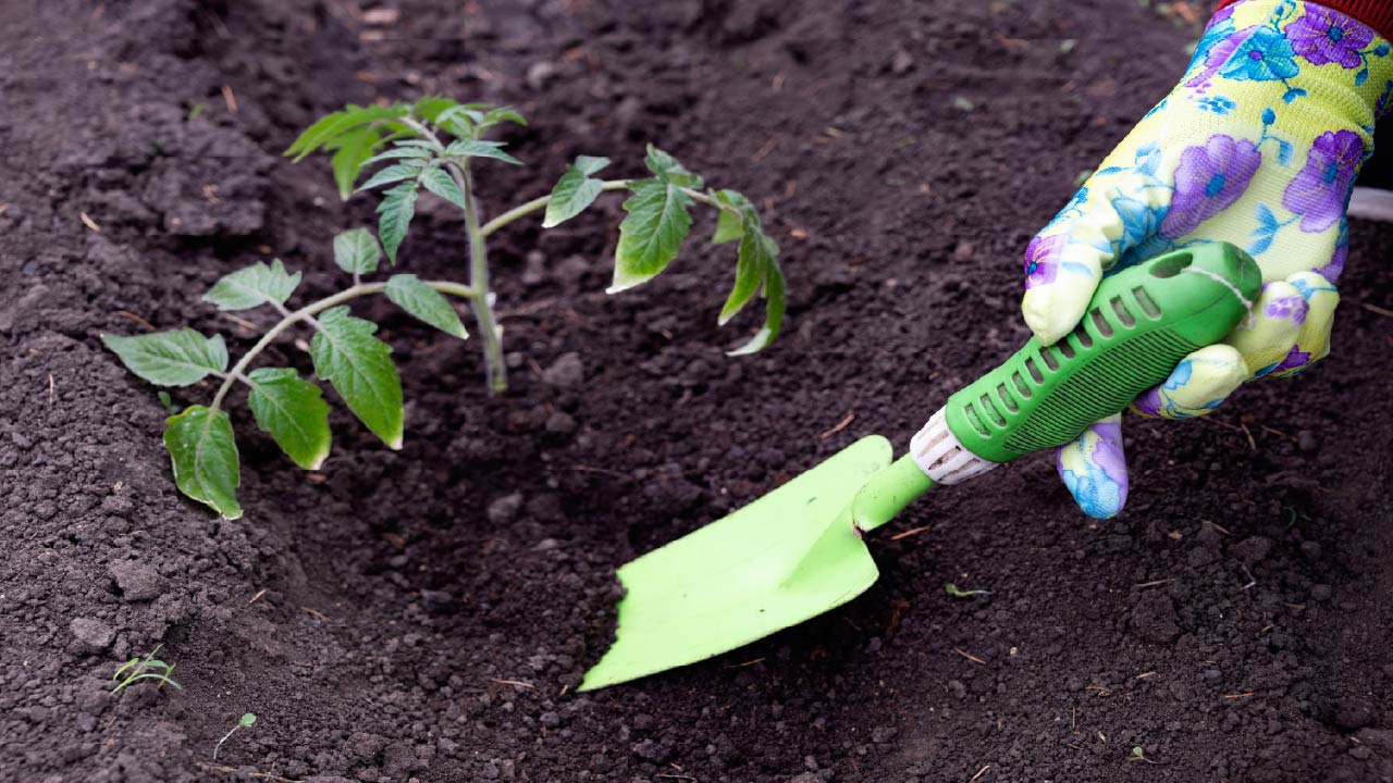 Top 8 Easy Spring Garden Tips to Transform Your Home Garden